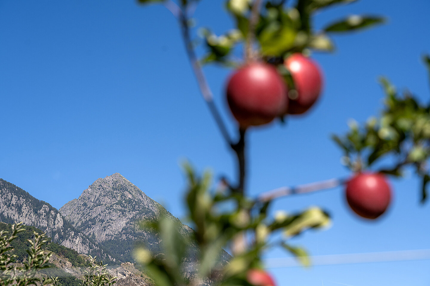 Berg im Vordergrund ein Apfelbaum